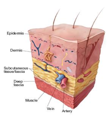 A view of normal skin layers --Encompass HealthCare and Wound Medicine, Michigan