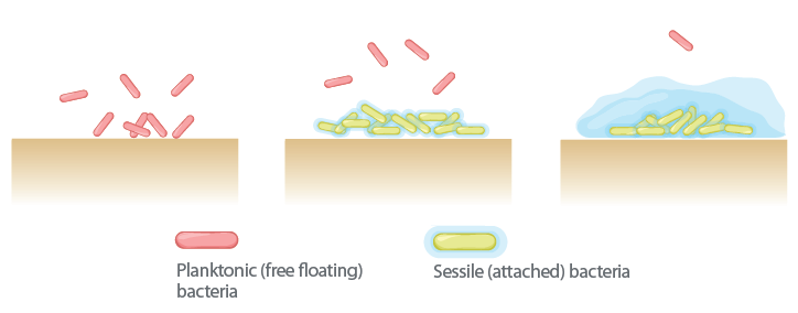 stages of biofilm formation