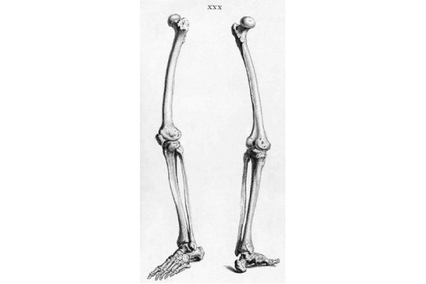 Leg bones