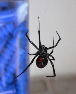 The 4 Black Widow Spider Bite Stages