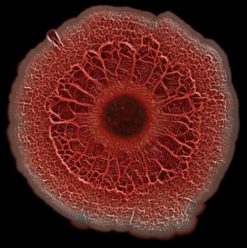 Studying Pseudomonas Aeruginosa Biofilm Formation