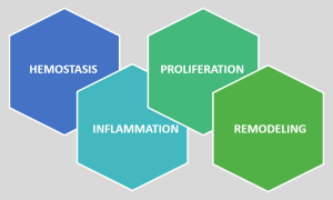 phases of wound healing