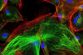 Wound Reepithelialization