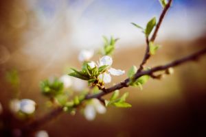 Spring flowers